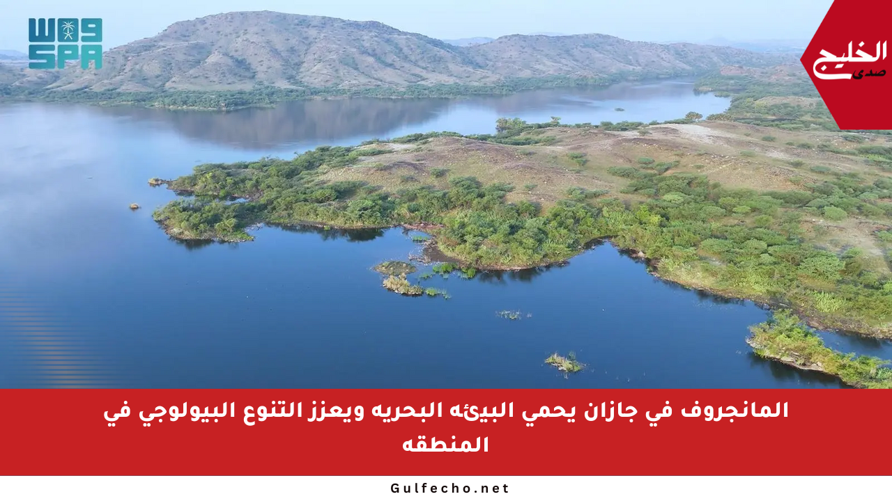 المانجروف في جازان يحمي البيئة البحرية ويعزز التنوع البيولوجي في المنطقة